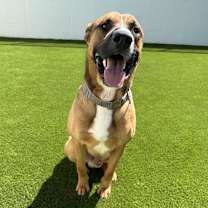 Thumbnail photo of Duke #4