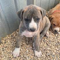 Thumbnail photo of Fenix JuM #3