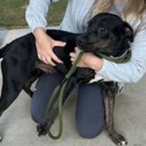 Thumbnail photo of Sheba #2