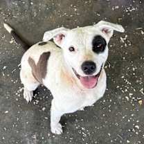 Thumbnail photo of Lola #2