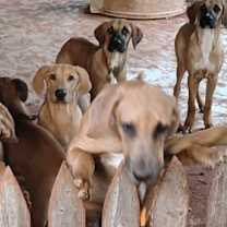 Thumbnail photo of Slinky #4