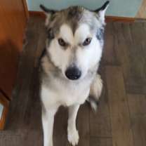 Thumbnail photo of Brutus #1