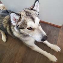 Thumbnail photo of Brutus #2