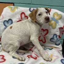 Thumbnail photo of SHADOW/URGENT #2