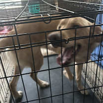 Thumbnail photo of Buttercup #3