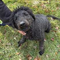 Thumbnail photo of Cilantro #2