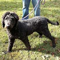 Thumbnail photo of Cilantro #3