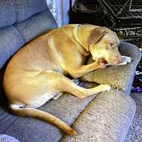 Thumbnail photo of Ginger #2