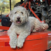 Thumbnail photo of Moose #1