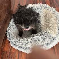 Thumbnail photo of Scrappy #1