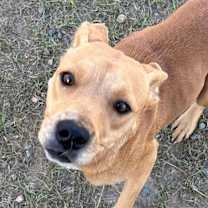 Thumbnail photo of JOLLY/URGENT #1