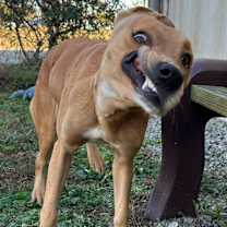 Thumbnail photo of JOLLY/URGENT #4