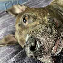 Thumbnail photo of Diesel #2