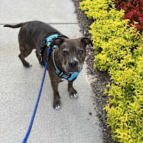 Thumbnail photo of Diesel #3