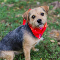 Thumbnail photo of Bro Bro #1