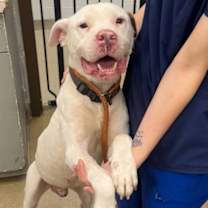 Thumbnail photo of Seamus #1