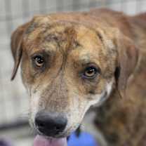 Thumbnail photo of Rusty #1