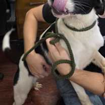 Thumbnail photo of Dice #1