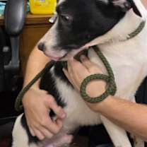 Thumbnail photo of Dice #2