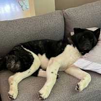 Thumbnail photo of Fenris #3