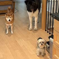 Thumbnail photo of Fenris #4