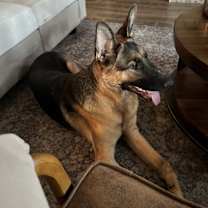 Thumbnail photo of Apollo #2