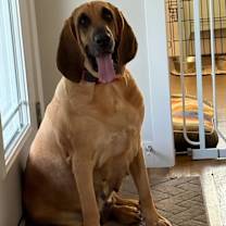 Thumbnail photo of Amber #2