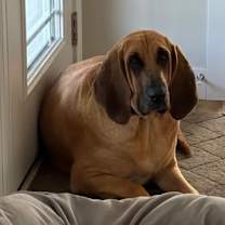 Thumbnail photo of Amber #3