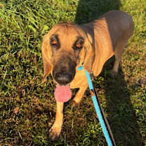 Thumbnail photo of Amber #4