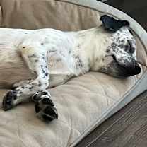 Thumbnail photo of Niva #4