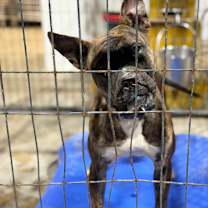 Thumbnail photo of Cinnamon #2