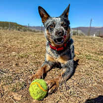 Thumbnail photo of Lexi #4