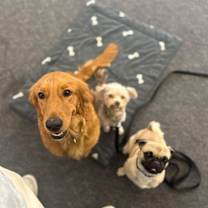 Thumbnail photo of Honey #3