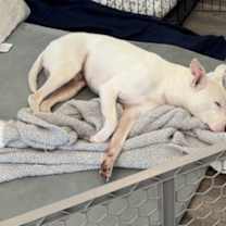 Thumbnail photo of Knuckles #3