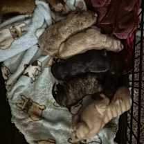 Thumbnail photo of Star #2