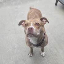 Thumbnail photo of Bailey #3