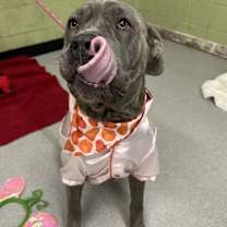 Thumbnail photo of PIXIE #2