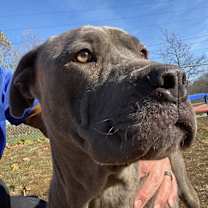 Thumbnail photo of PIXIE #3