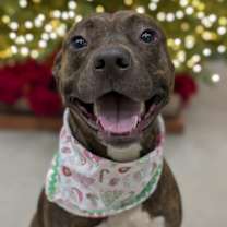 Thumbnail photo of Otter #1