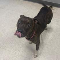 Thumbnail photo of Otter #2