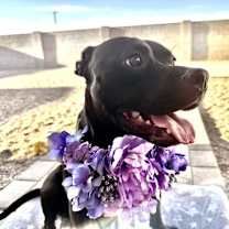 Thumbnail photo of CHIQUITA #2 #3