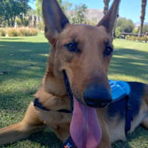 Thumbnail photo of OLIVE #2