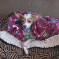 Thumbnail photo of Piper #1