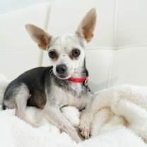 Thumbnail photo of Disco #1