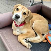 Thumbnail photo of Griswold #3