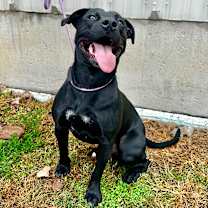 Thumbnail photo of Boss Hogg #1