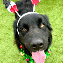 Thumbnail photo of Maggie #1