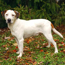 Thumbnail photo of Murphy #3