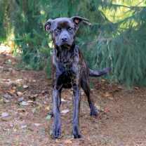 Thumbnail photo of Appt. Pending - Coco #3