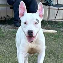 Thumbnail photo of MARSHMALLOW/URGENT #2